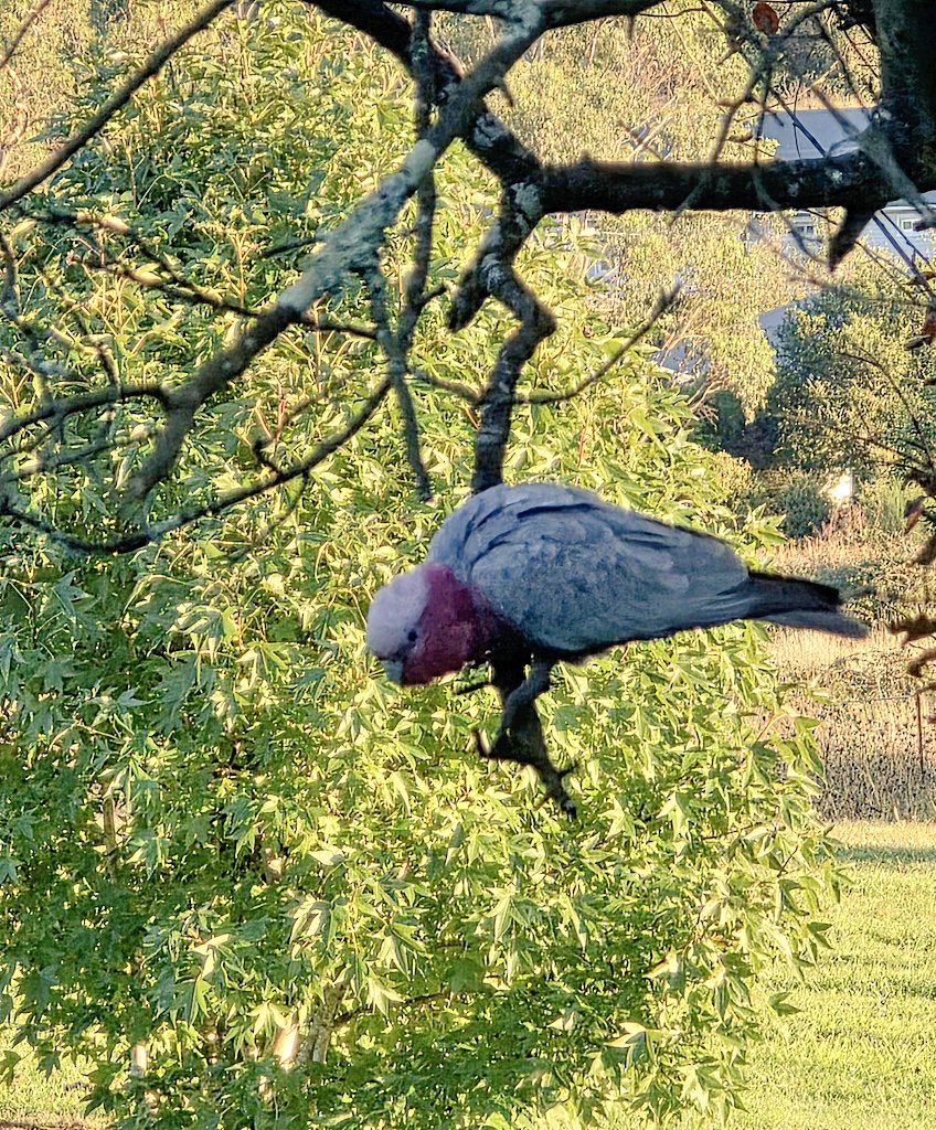PeterCa85704183's tweet image. A galah perched on a branch. #galah #birds #trees #nature
