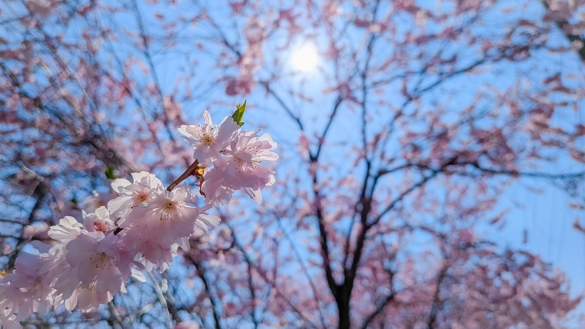 マコ@Portrait•photo/Red Bull 3 tweet media