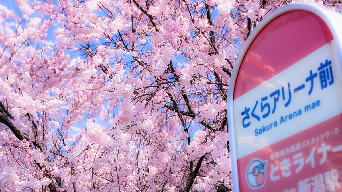 マコ@Portrait•photo/Red Bull 3 tweet media