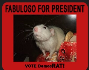 randy3151's tweet photo. THE DEMOC🐀RATS NEXT
 PRESIDENTIAL CANDIDATE 
....MEET  FABULOSO..👇
HE JUMPED THE BORDER 
IN A BOX OF PAPAYA..FROM ARGENTINA...THE DEMOC🐀RATS. DEMAND HIS PRESIDENTIAL CAMPAIGN..IS  CONSTITUTIONAL 
AND INSPIRING.. AND ARE ASKING THE SUPREME COURT FOR HELP... https://t.co/5eqwked4wO