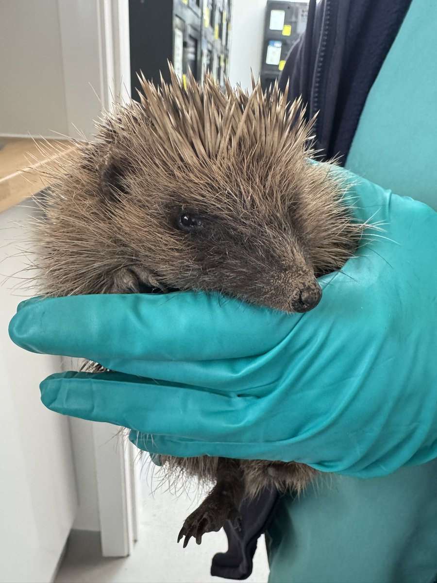 Prickles and Paws tweet media