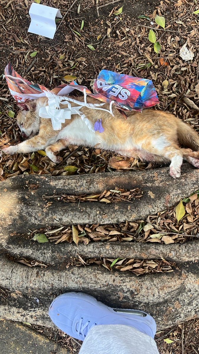SveidyMit's tweet photo. @PaseosdeTaxqueae me apena subir esta imagen pero hoy desafortunadamente perdió la vida este pequeño atropellado en Paseo de los jardines y era de casa. Si, es tu gatito te avisamos que entre los vecinos lo llevamos a cremar. https://t.co/RUnTxzdKD3