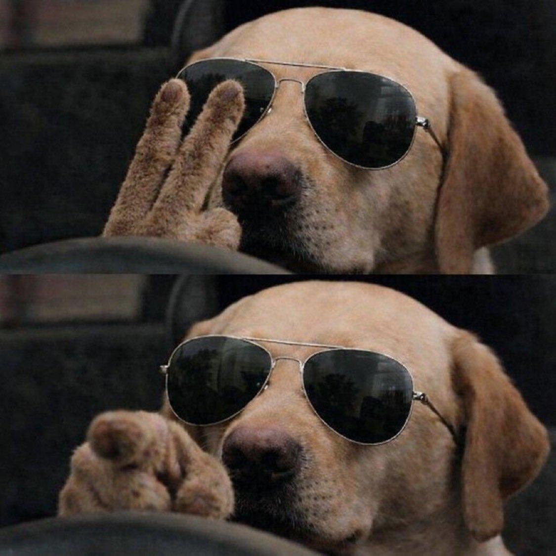 I don’t think $DOG needs to do too much right now
<a href="/CryptoDogHD/">The Crypto Dog Meme Official</a> already done the hard part which is building a base that hasn’t fallen apart

you’ve got people still around, still active, still holding

no constant resets, no weird behavior
from here it’s just a matter of time and