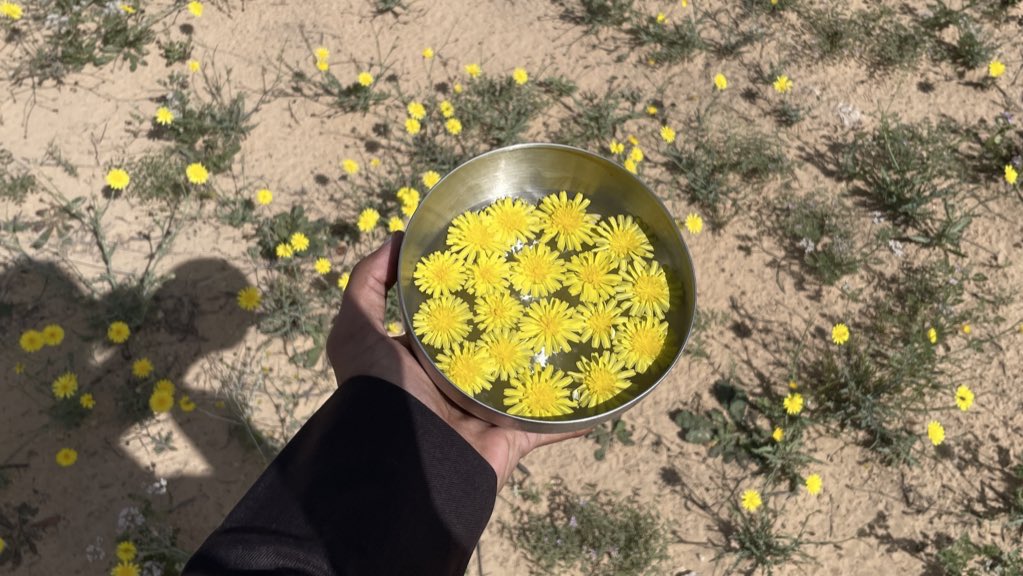 12c_iix's tweet photo. العرفج 💛 https://t.co/WWFBEEJKOO