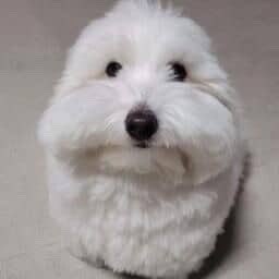 sean ‧₊ ♪˚⊹ tweet media