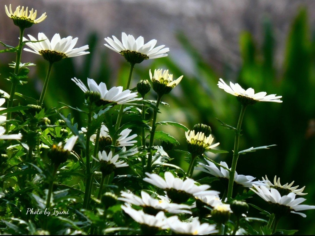 いずみ tweet media