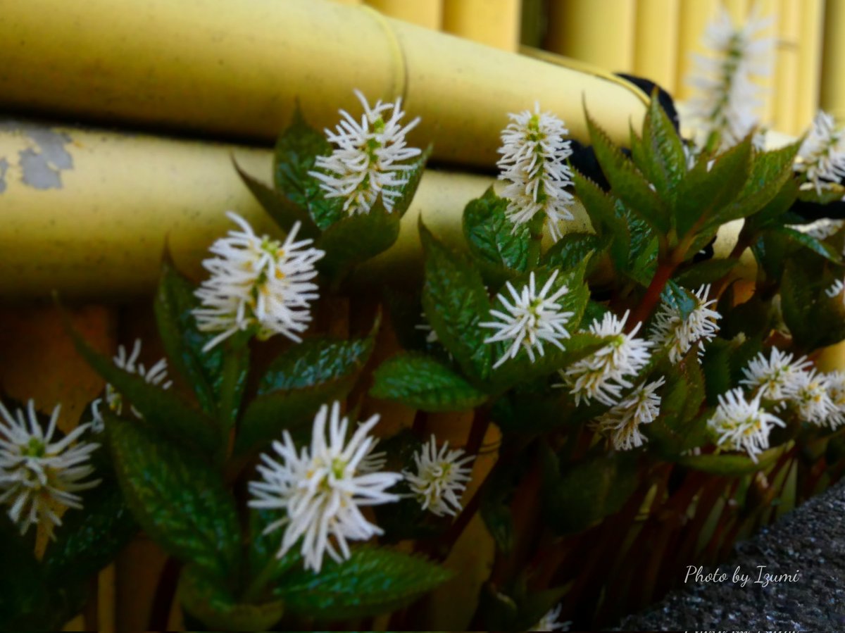 いずみ tweet media