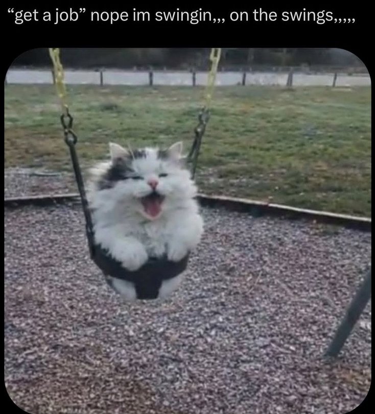 Daily Cat Posting tweet media