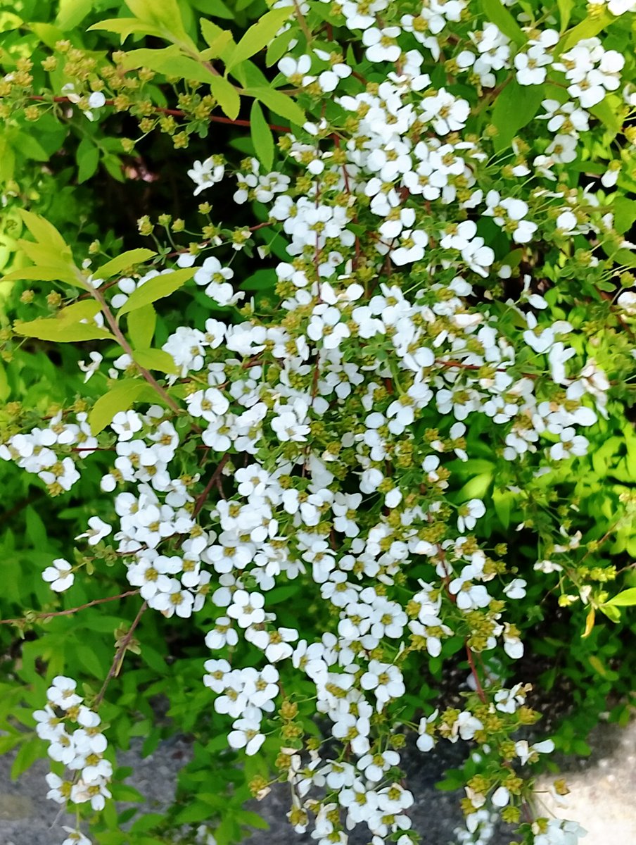 ネムノキ 🌹🌿🏵️🍀🌷🌱🌸 tweet media