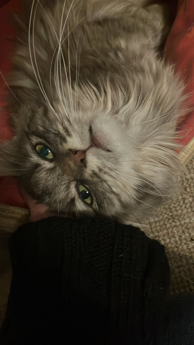 Chaos-Cats-Club tweet media