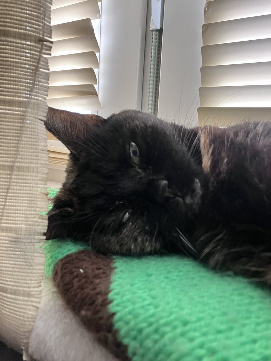 Chaos-Cats-Club tweet media