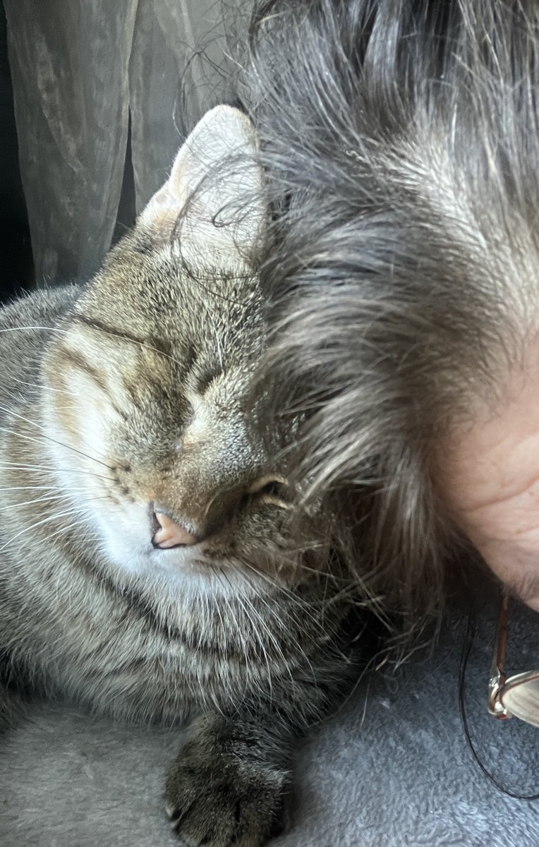 Chaos-Cats-Club tweet media