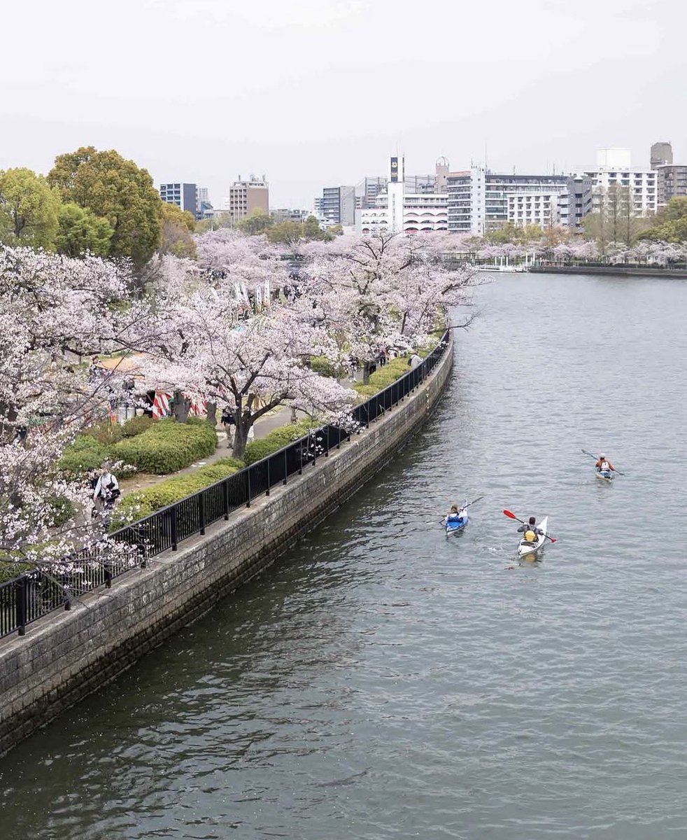 いまいごう@スズメ写真家 tweet media