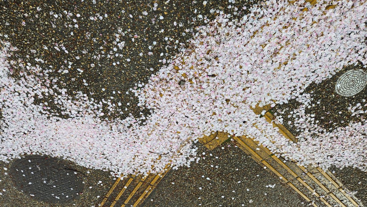 武井志門(タケモン) tweet media