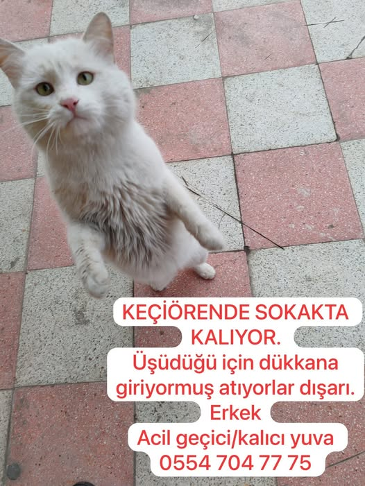 Zülal Kutluer (@zllktlr) on Twitter photo 