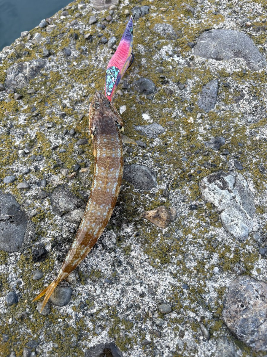 エギンガー株で生活目指す tweet media