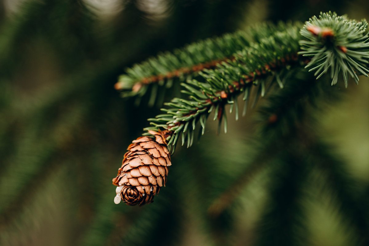 TF_Global's tweet image. Some pine trees have cones sealed shut with resin. They only open under extreme heat, like a wildfire. The tree drops seeds directly into freshly cleared, ash-fertilized soil.

Some things are built for crisis.

So are we.

#climatecrisis #optimism #ReforestTheFuture