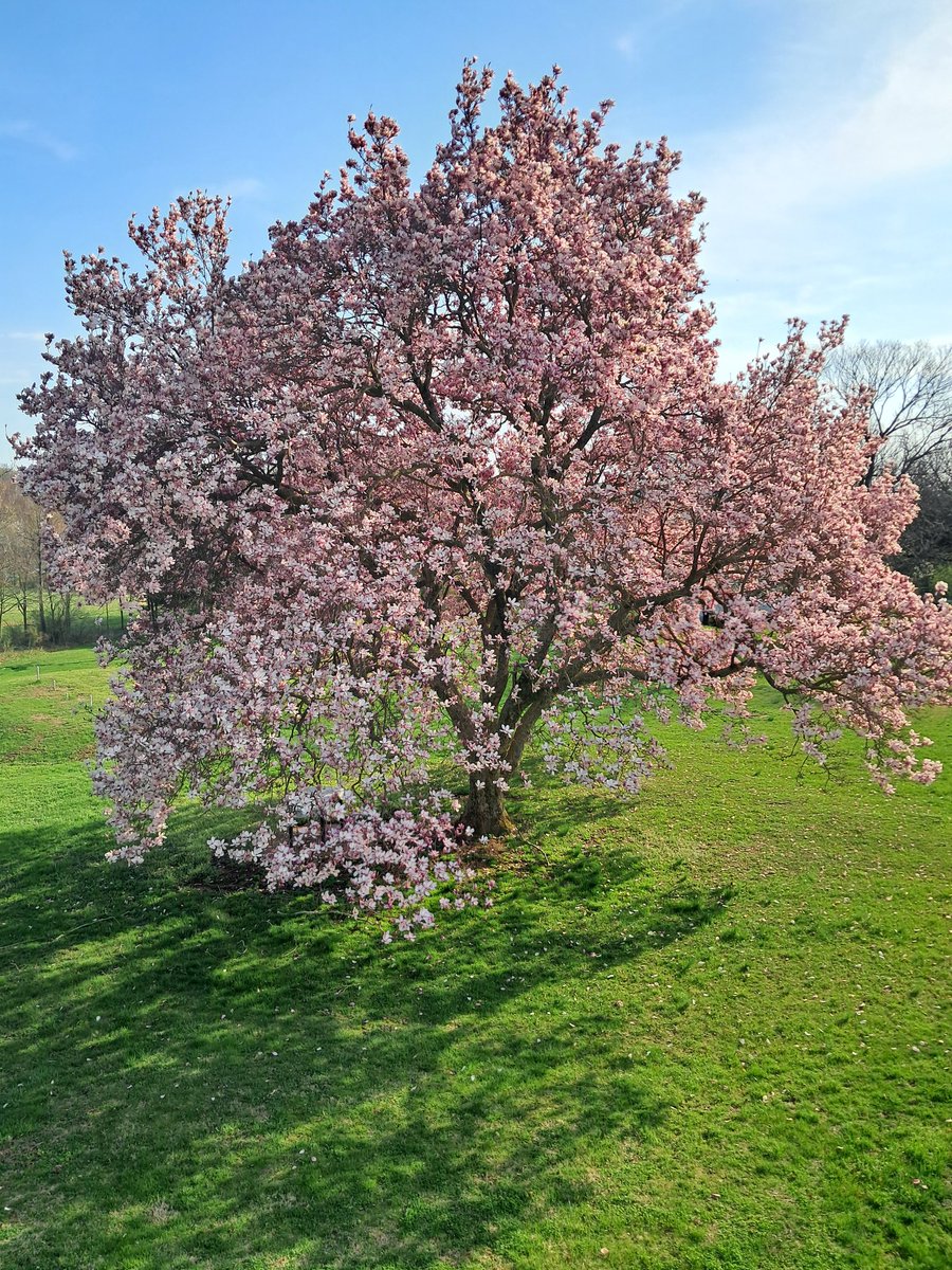 MarshaMeetmeinSt.Louis,Louis tweet media