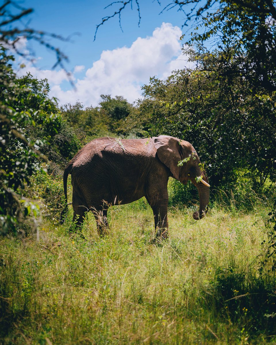 Minister of Food and Drinks🇷🇼 tweet media