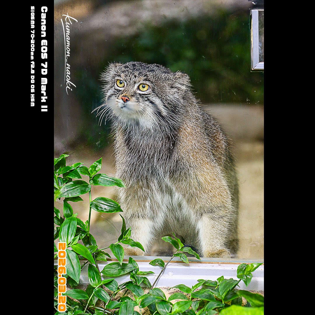 𝓴𝓾𝓶𝓪𝓶𝓸𝓷_𝓷𝓪𝓸𝓴𝓲 tweet media