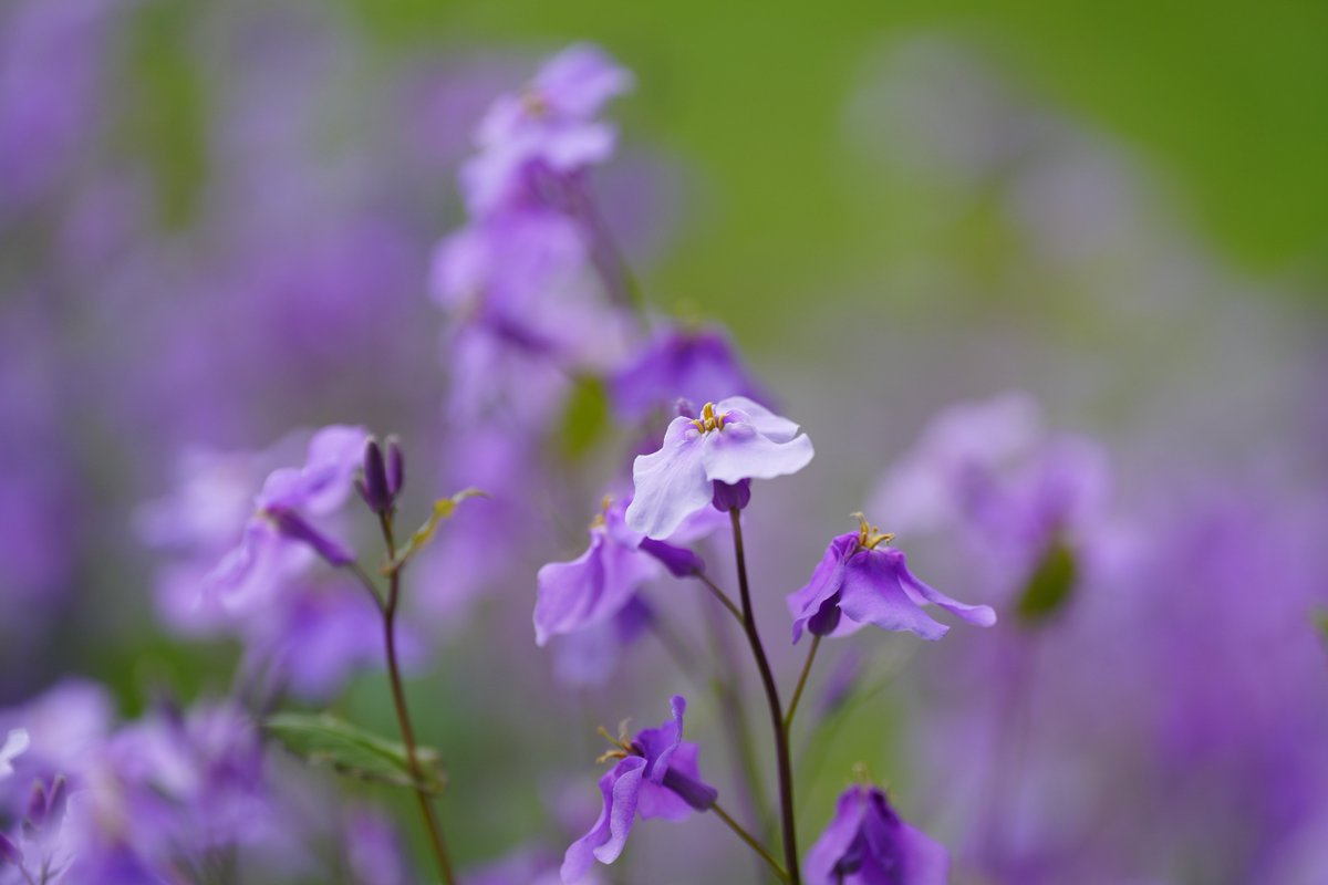 んなぁちゃん tweet media