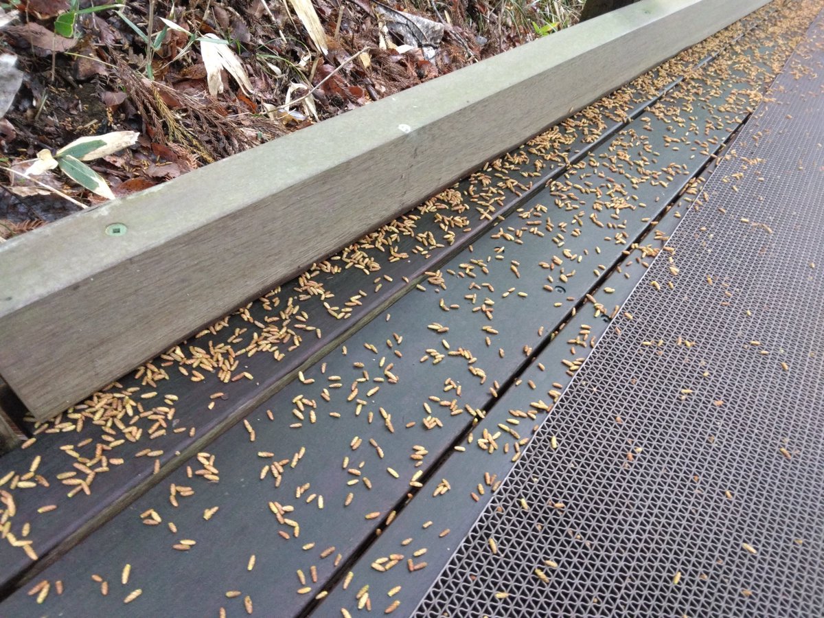 ダイアモンド《》クレバス tweet media