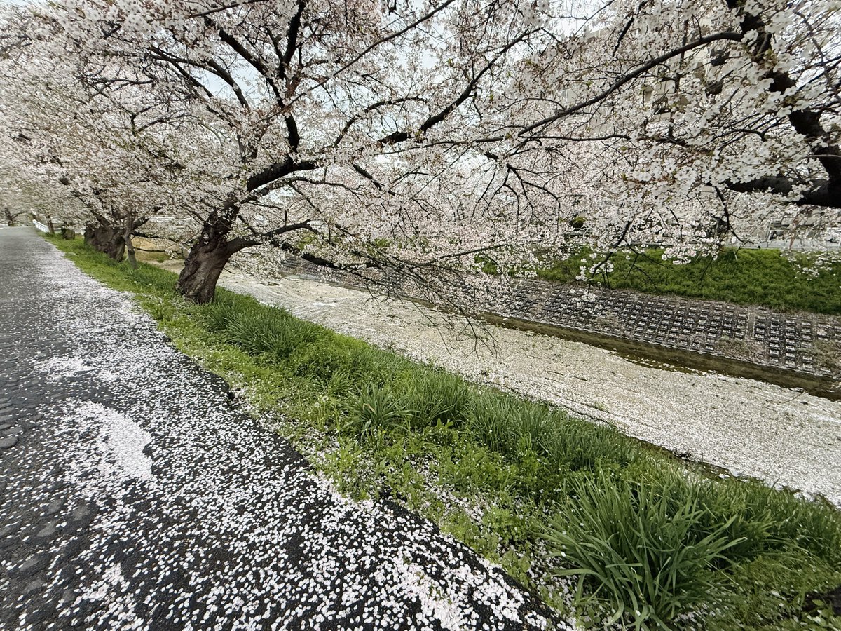 大和八木あたりの飛鳥川にて朝の散歩
昨日の雨でだいぶ散って一部葉桜に
どうやら帰る時間頃に晴れてくるっぽい