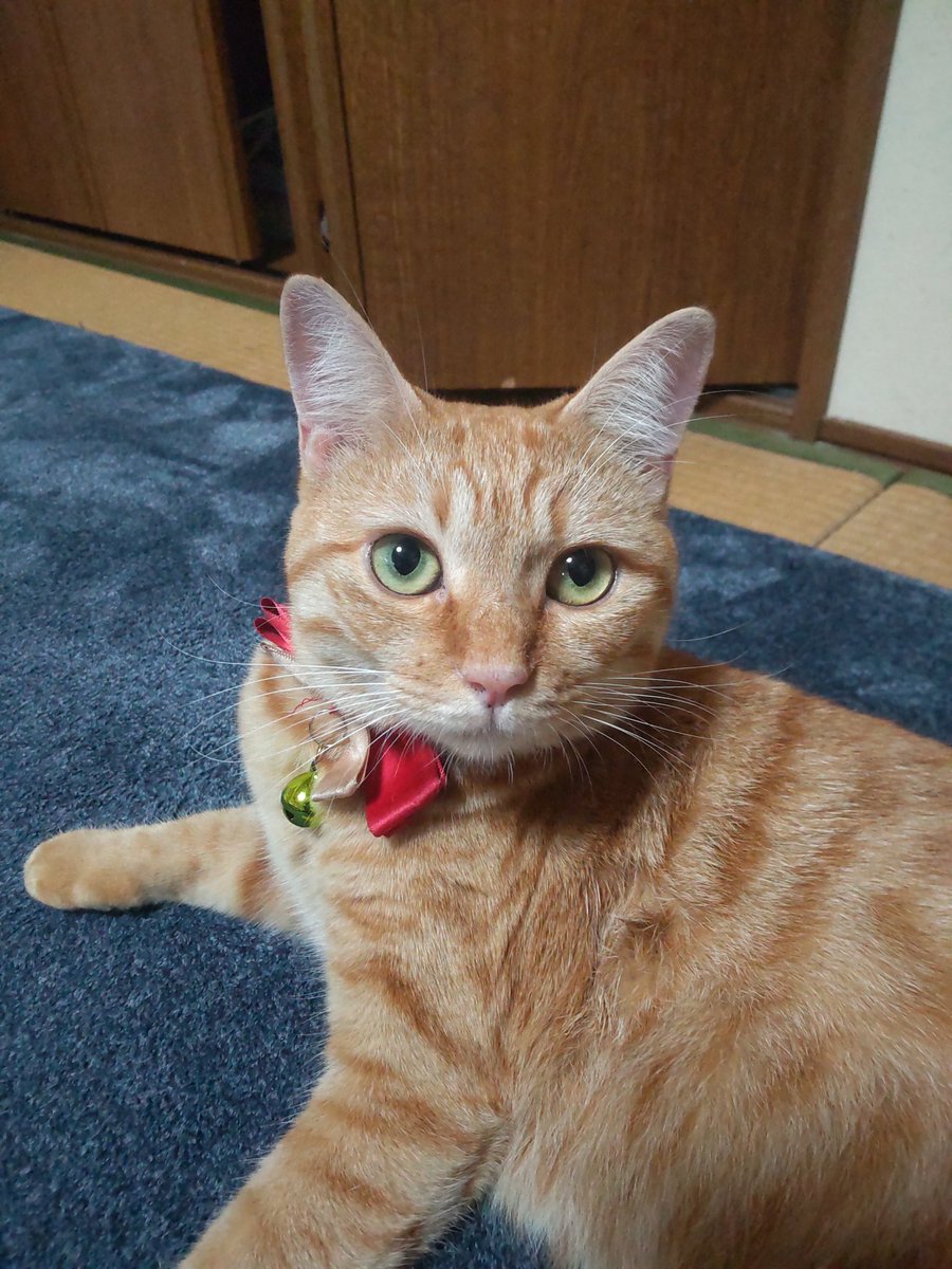 鯖江のラジコップ🪐 💎🐐🦖🌟🍒 tweet media