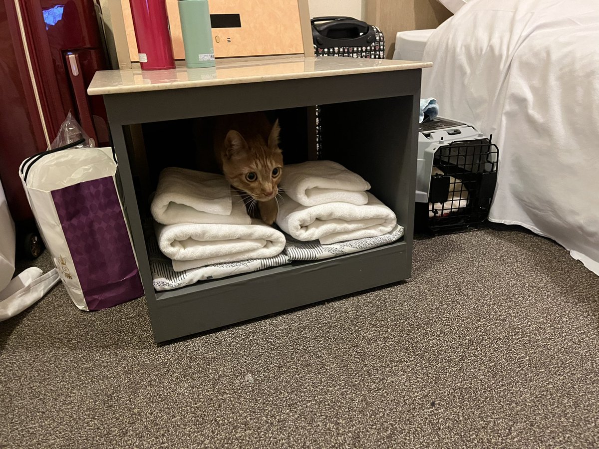 かめこ@rebel250 tweet media