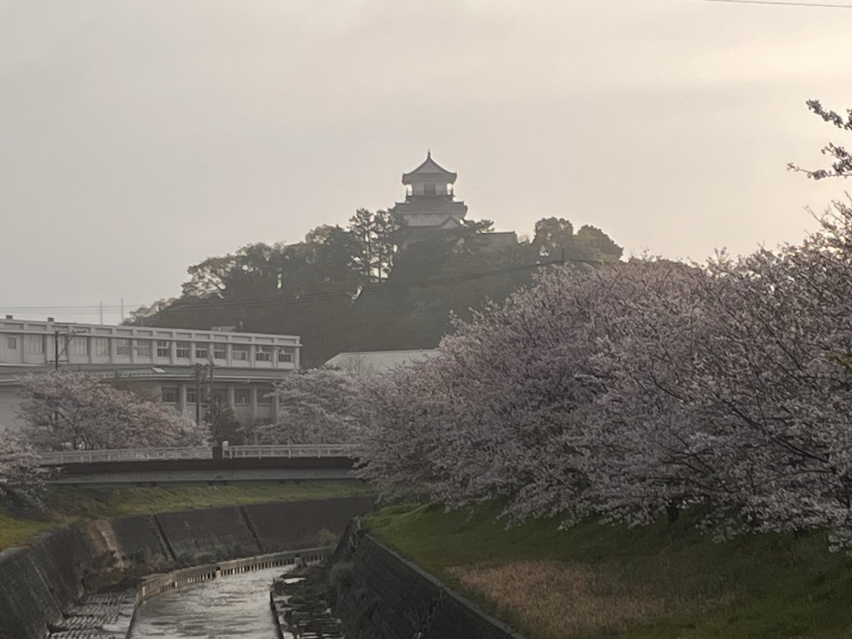 茶坊主 tweet media