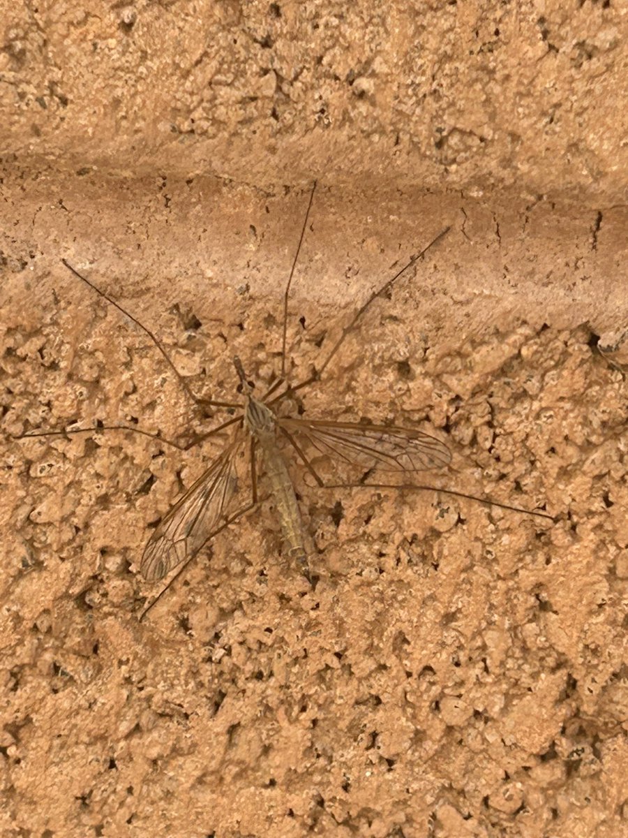 evil sinister fucking komodo dragon tweet media