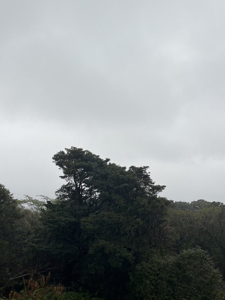 🌸同感🌸 tweet media