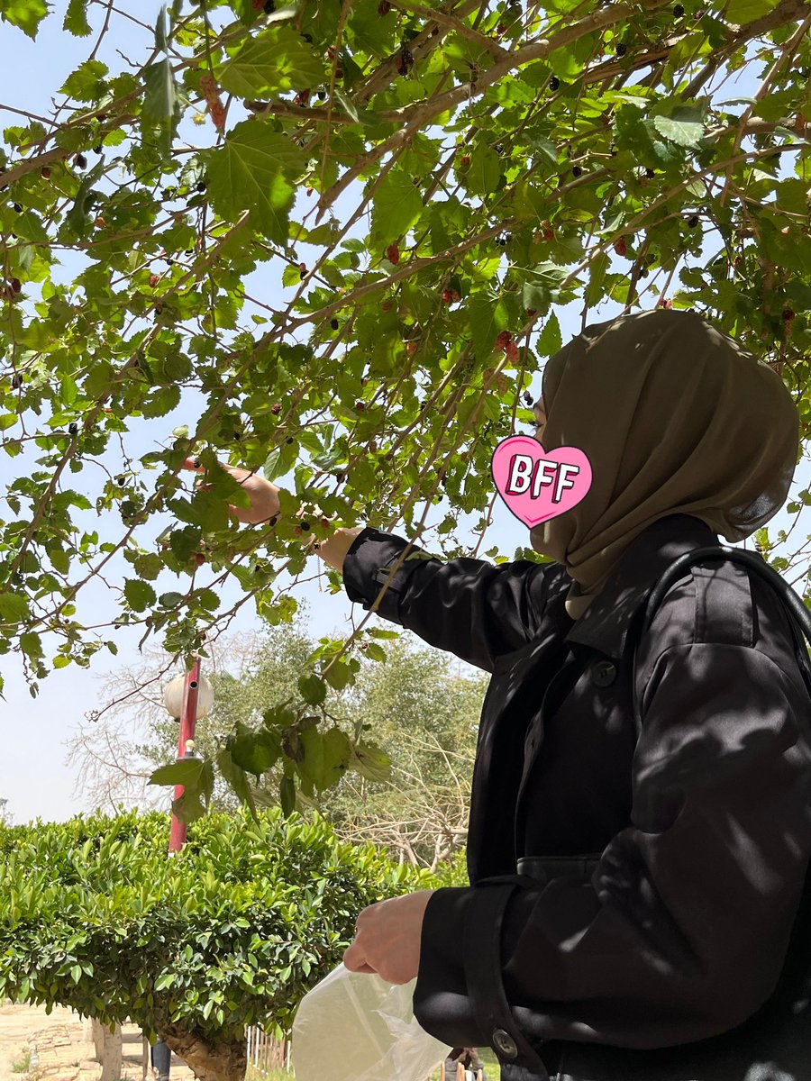 ميمي tweet media