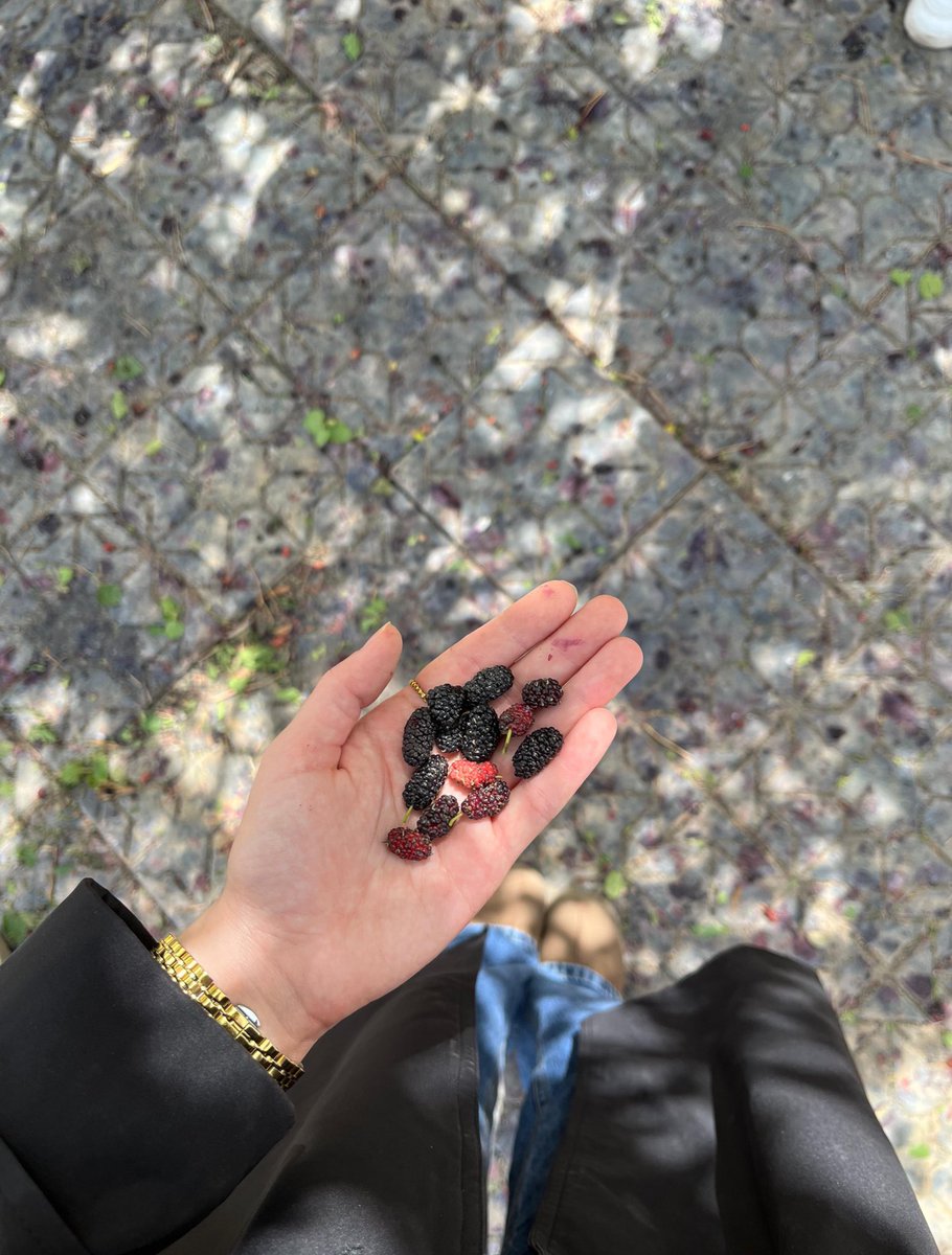 ميمي tweet media