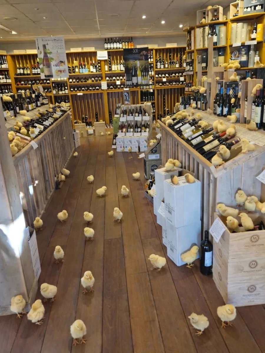 Robin van Wijk tweet media