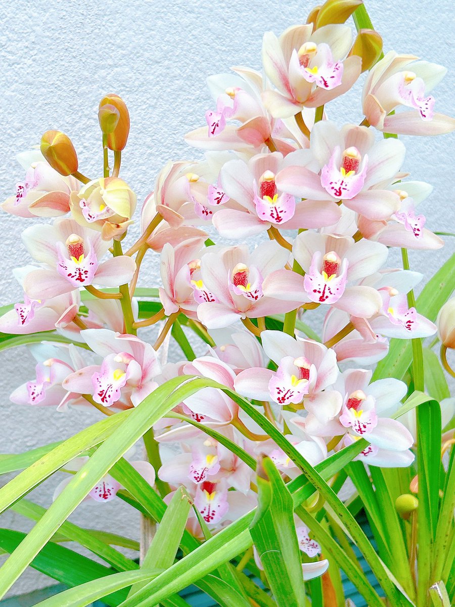 はな𓂃𖤥𖥧𖥣⋆* tweet media