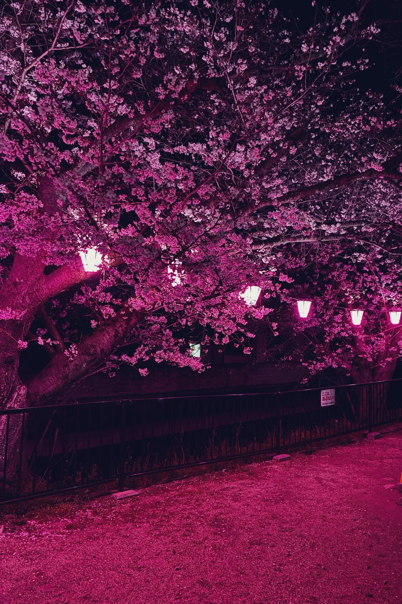 スコレー tweet media