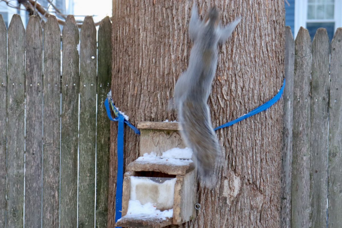 Sciuridaely 🐿 tweet media