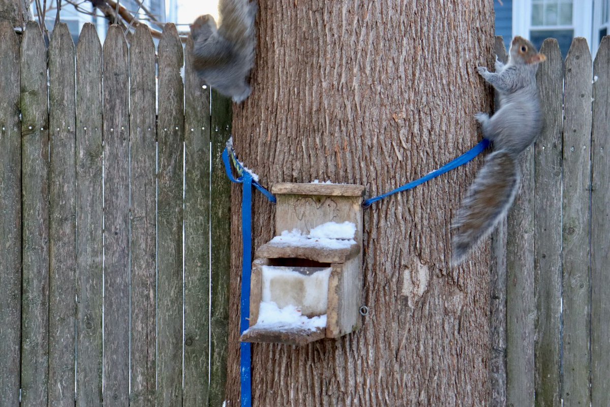 Sciuridaely 🐿 tweet media