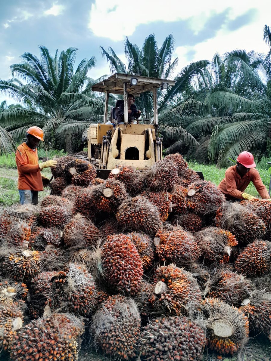 Fedepalma tweet media