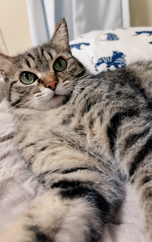 ゴロー🐾 tweet media