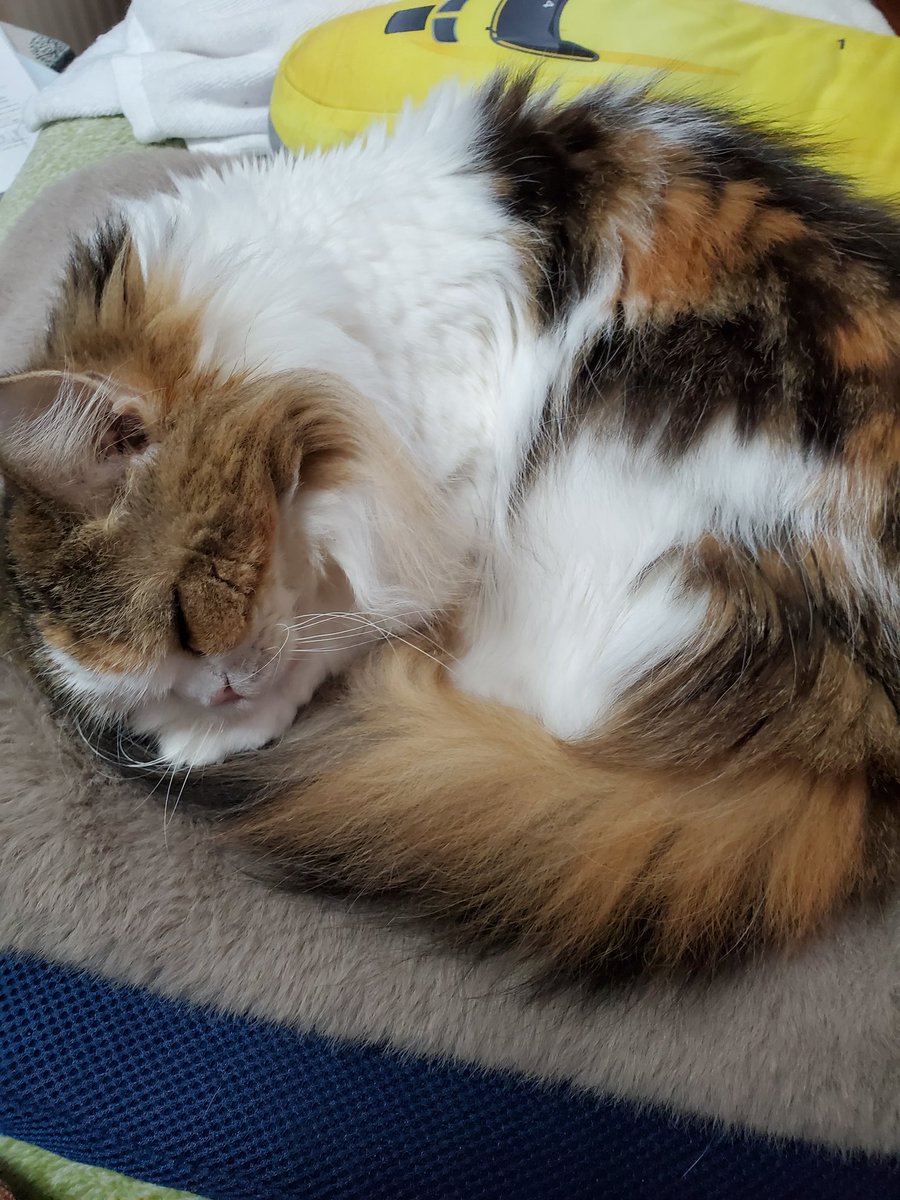 ゆりりん tweet media