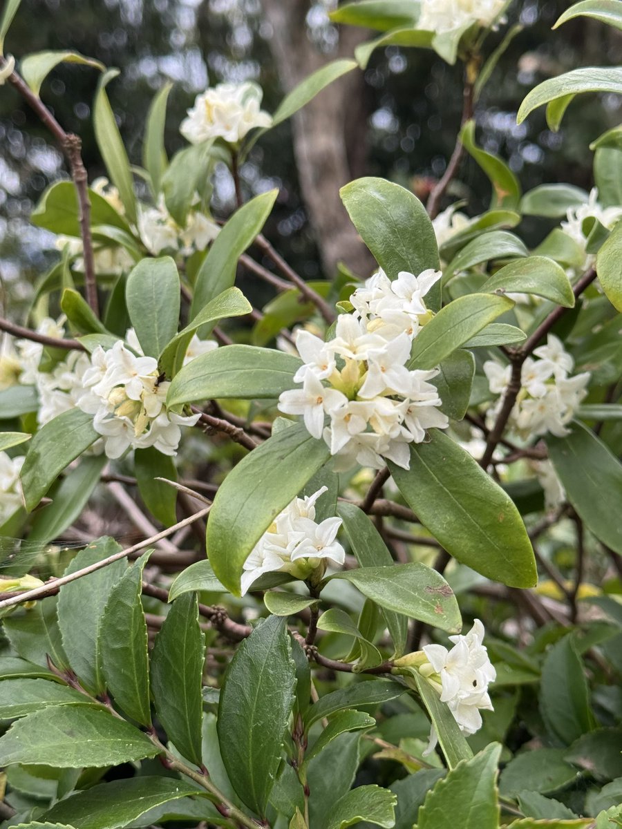 ちーぱ tweet media