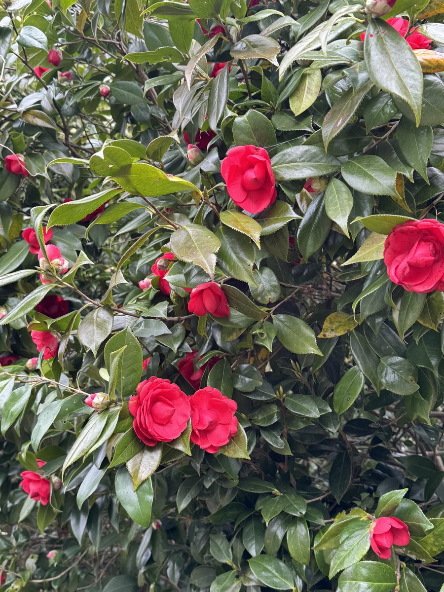 ちーぱ tweet media