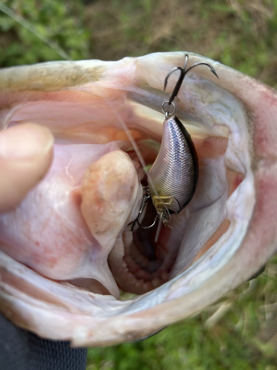 波呂 魁人 tweet media