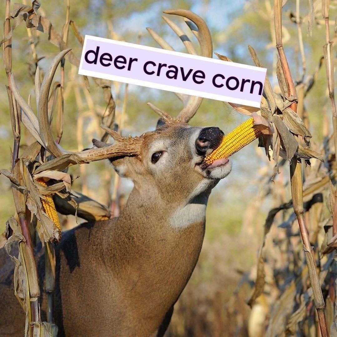 Deer in Places they Shouldn't Be tweet media