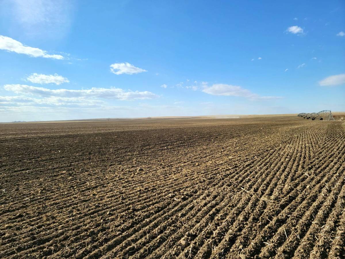 realagriculture's tweet image. Fertilizer supply risks and winter wheat survivability are on the agenda in this week's RealAg Radio. Join Lyndsey Smith with insights from Gus Ternoey and Peter Johnson.  
👉 Listen now: ow.ly/McyA50YE5ya  
#cdnag