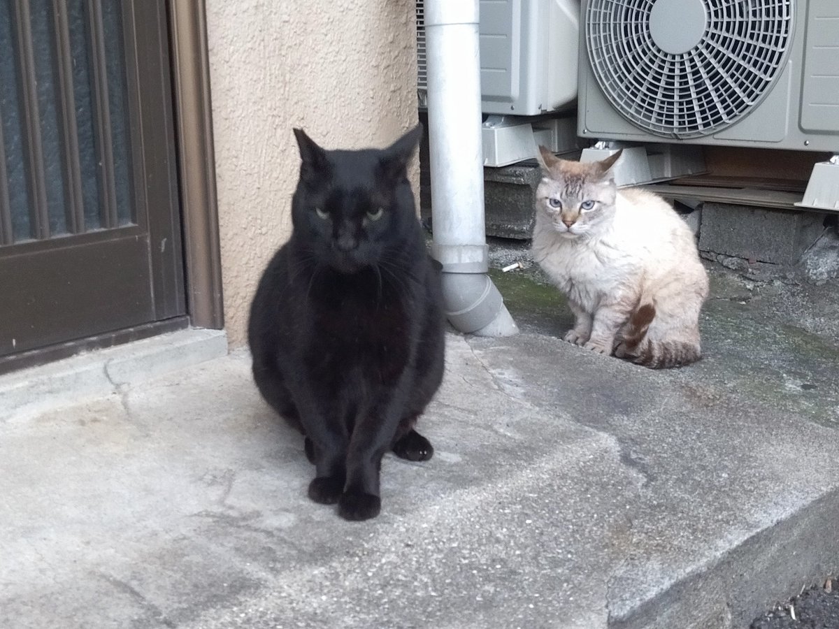 毎日健康飲酒ダイエット tweet media