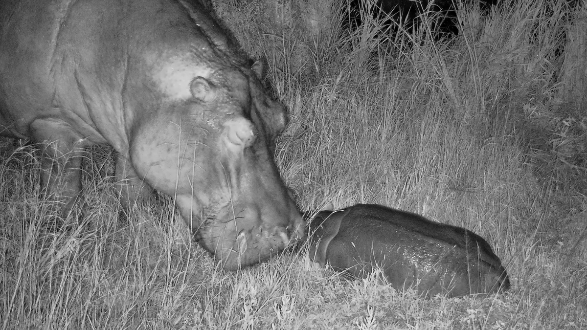 Jacis dam cam 🙂 #WildEarth