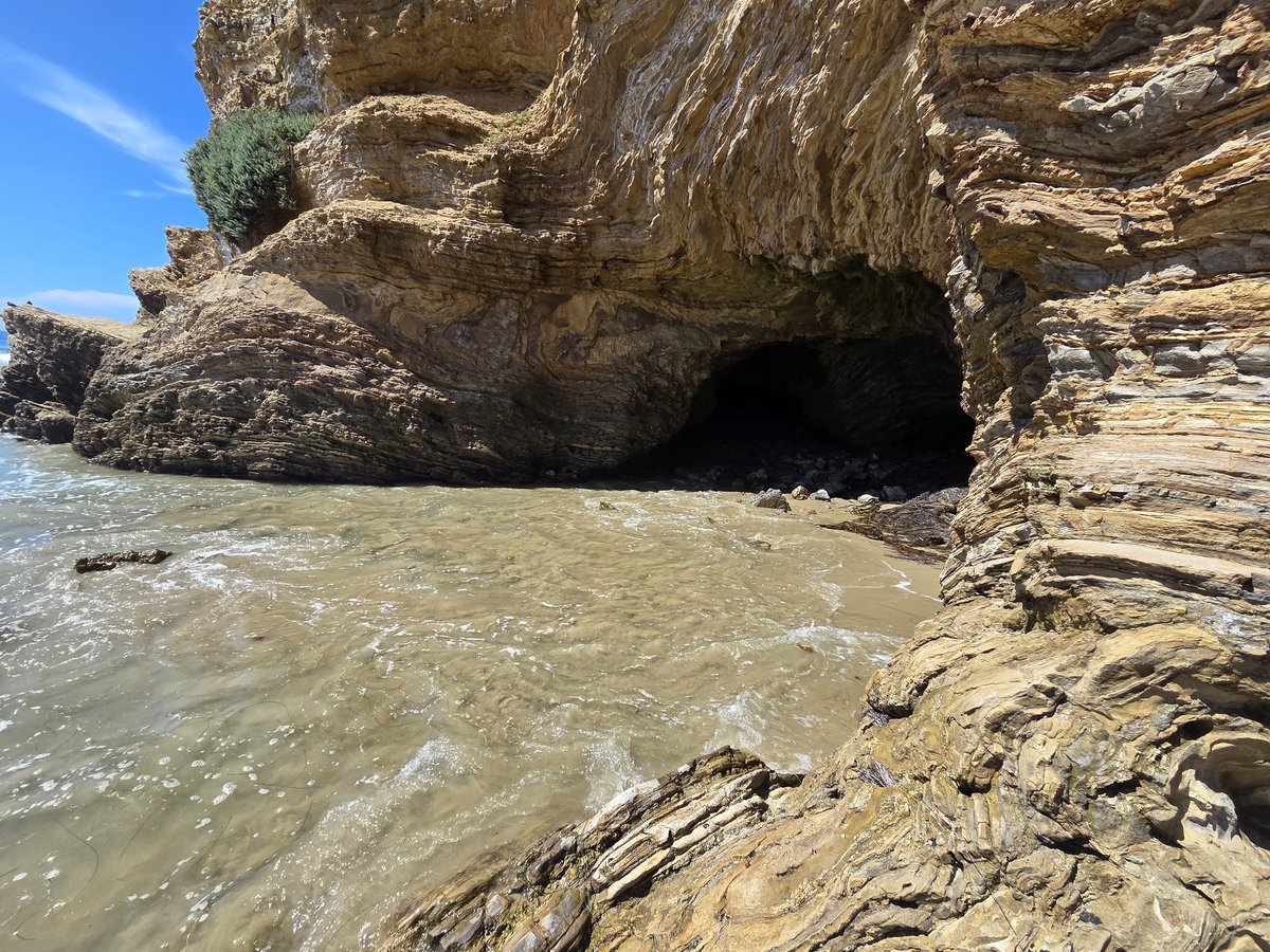 Canine Neurosis tweet media